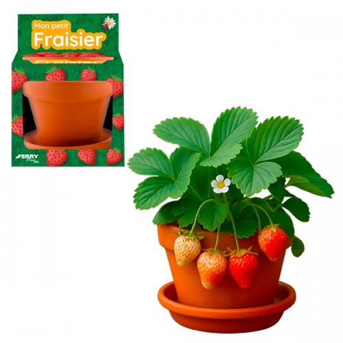  FRAISIER POT 8CM