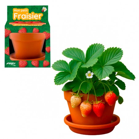  FRAISIER POT 8CM