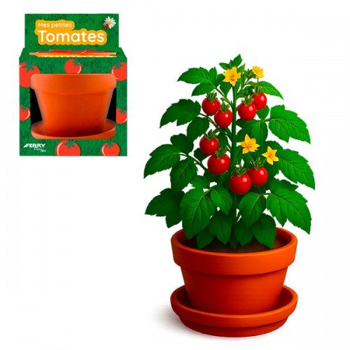  TOMATE CERISE BIO POT 8CM