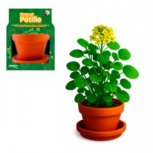 PLANTE QUI PETILLE POT 8CM