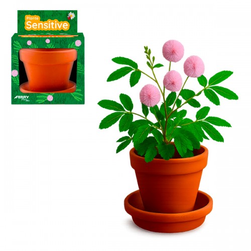  MIMOSA PUDICA POT 8CM