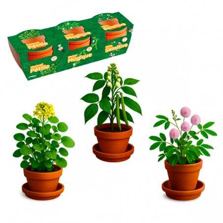  TRIO DE PLANTES MAGIQUES